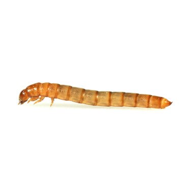Mini Mealworms